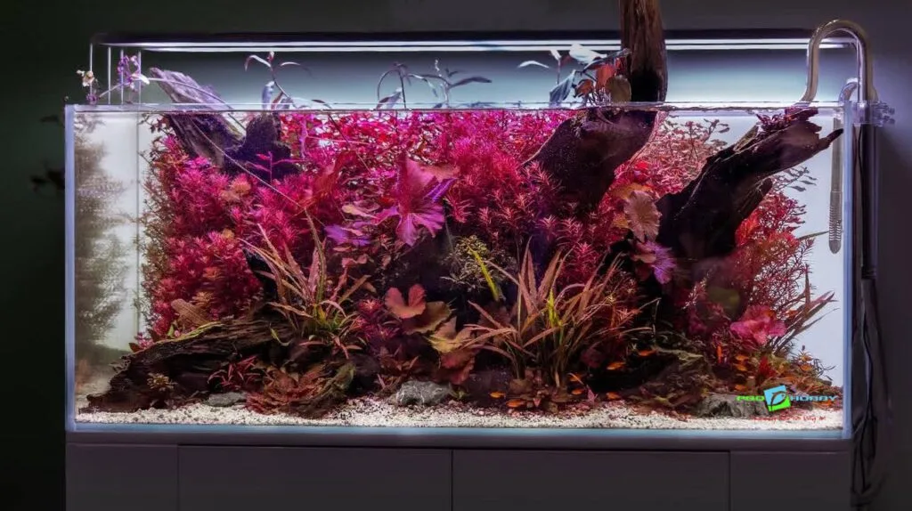custom aquarium setup by prohobby delhi ncr