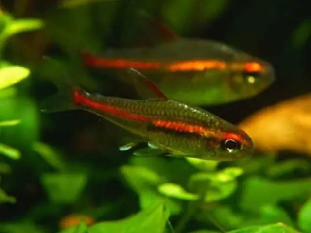 Glowlight Tetra