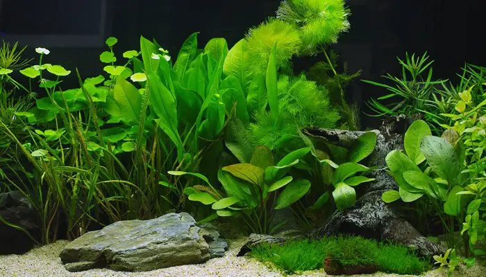 gravel only aquascape prohobby