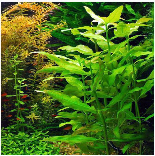 Gymnocoronis spilanthoides - prohobby Gymnocoronis Spilanthoides