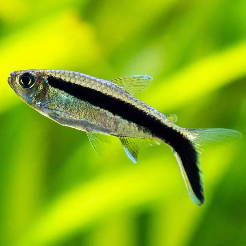 Hockeystick Tetra