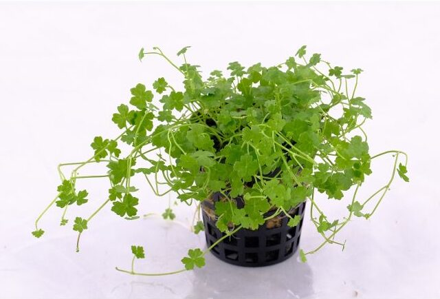 Hydrocotyle tripartita Mini - prohobby Hydrocotyle Tripartita Mini - prohobby