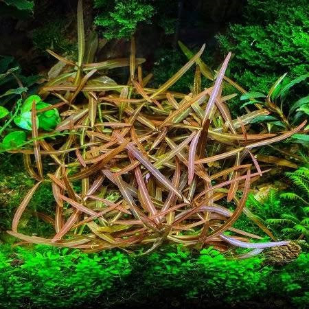 Hygrophila Araguaia - prohobby Hygrophila Araguaia