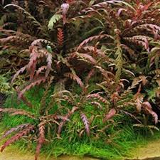 Hygrophila Pinnatifida - prohobby Hygrophila Pinnatifida
