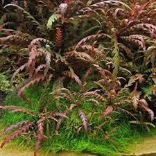 Hygrophila Pinnatifida