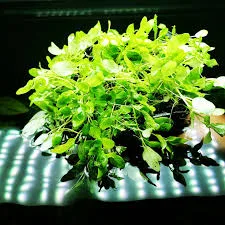 Hygrophila Serpyllum