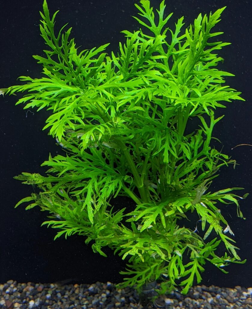 Hygrophila difformis - prohobby Hygrophila Difformis