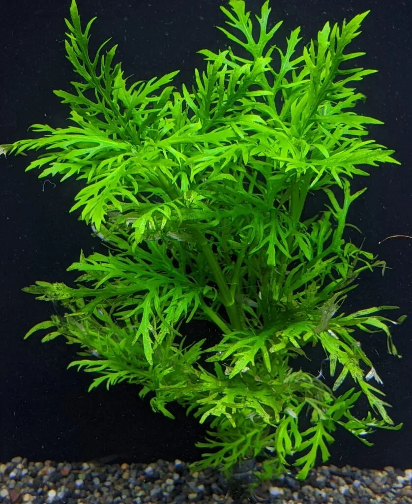 Hygrophila Difformis