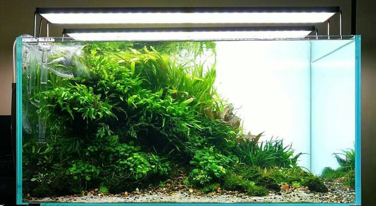 prohobby low tech planted tank5