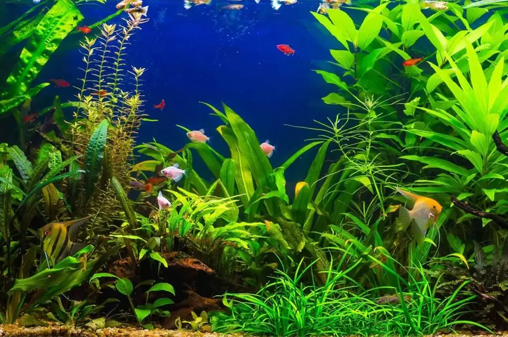 low tech planted tank