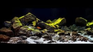 lake malawi biotope biotope aquarium setup Delhi NCR natural habitat aquascape with fish