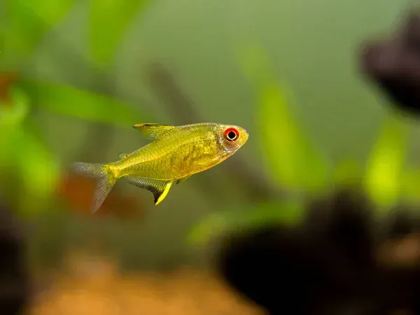 Lemon Tetra