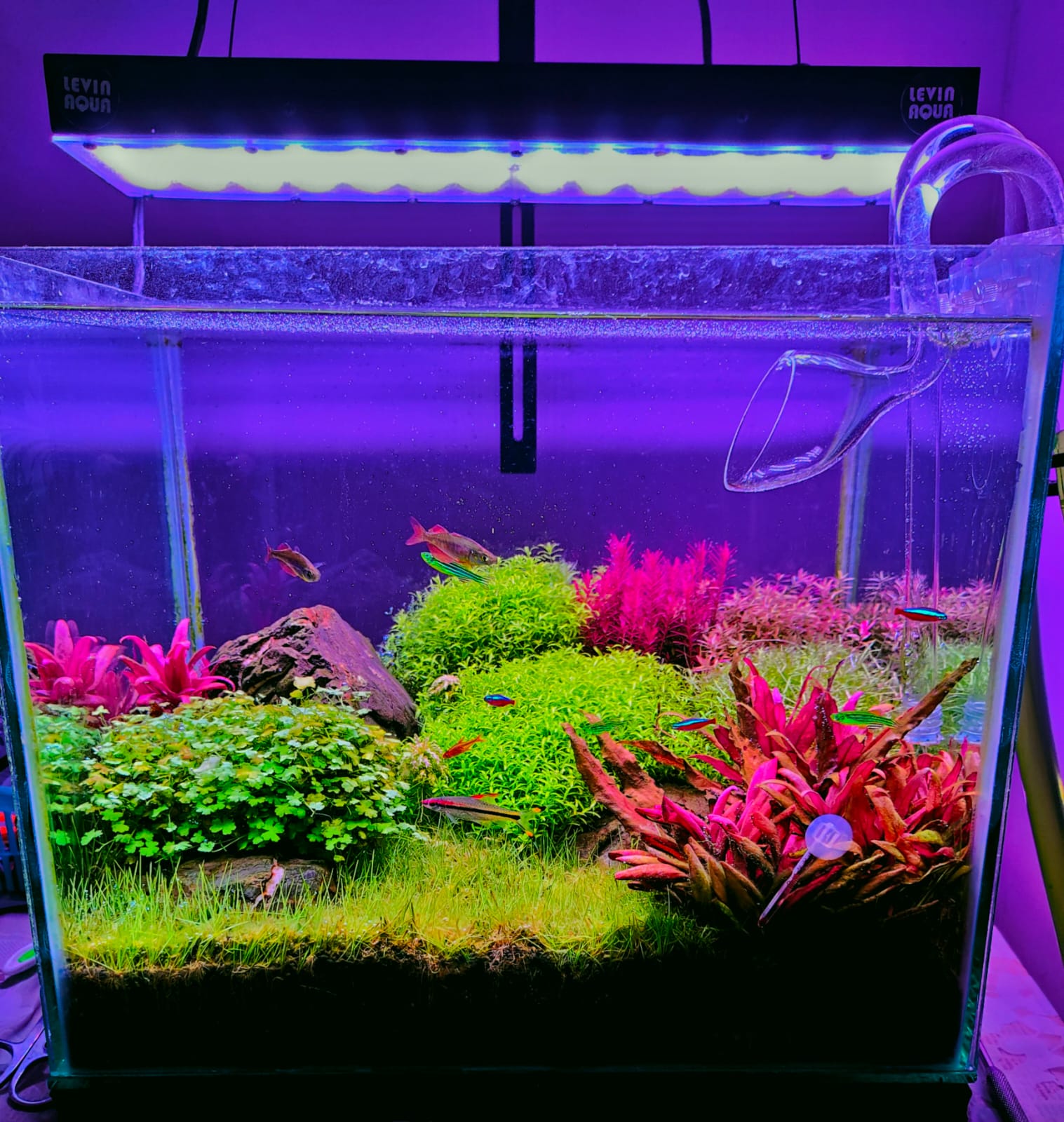 prohobby planted tank