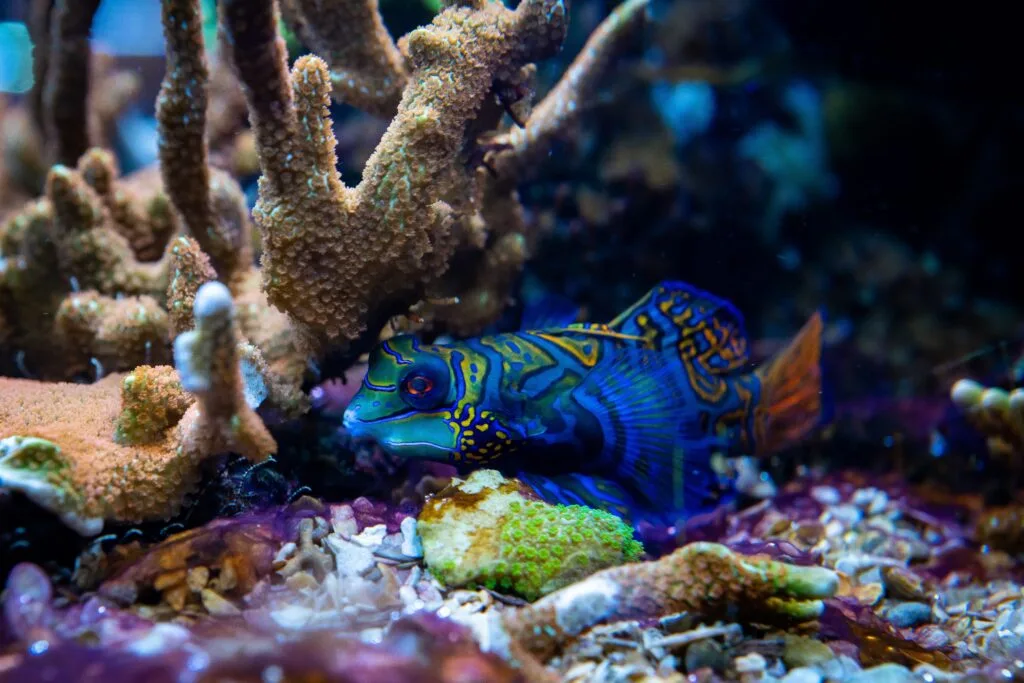 mandarin fish prohobby