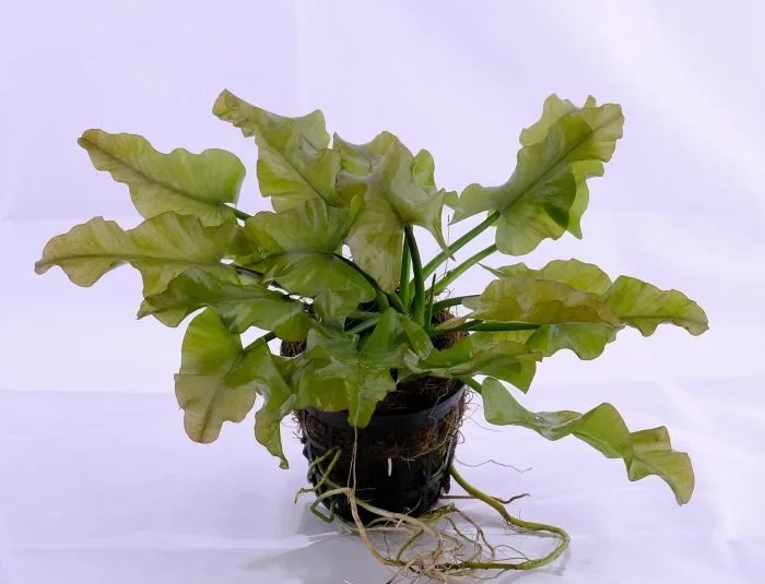 Nuphar Japonica Green