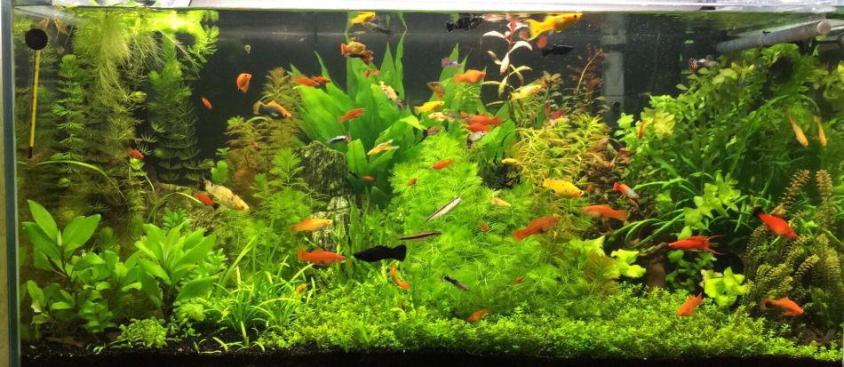 planted aquarium livebearer