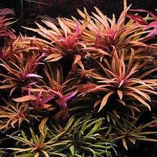 Pogostemon stellatus purple