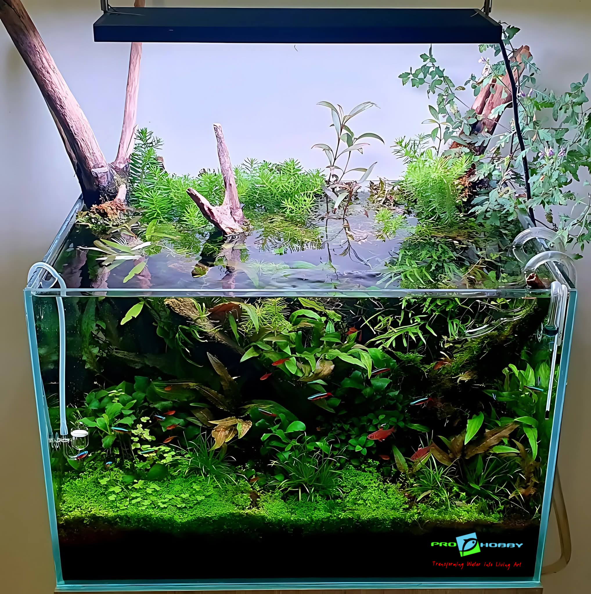 Prohobby planted setup