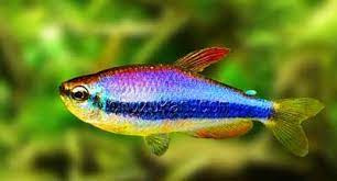Purple Emperor Tetra