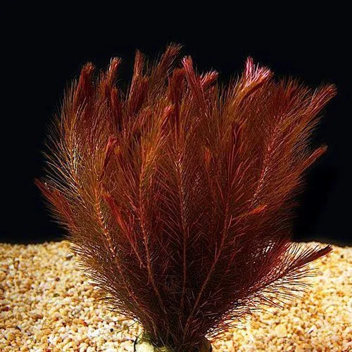 Rotala Wallichii Red - prohobby