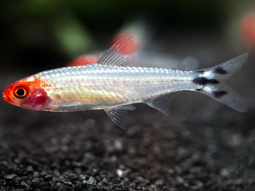 Rummynose Tetra