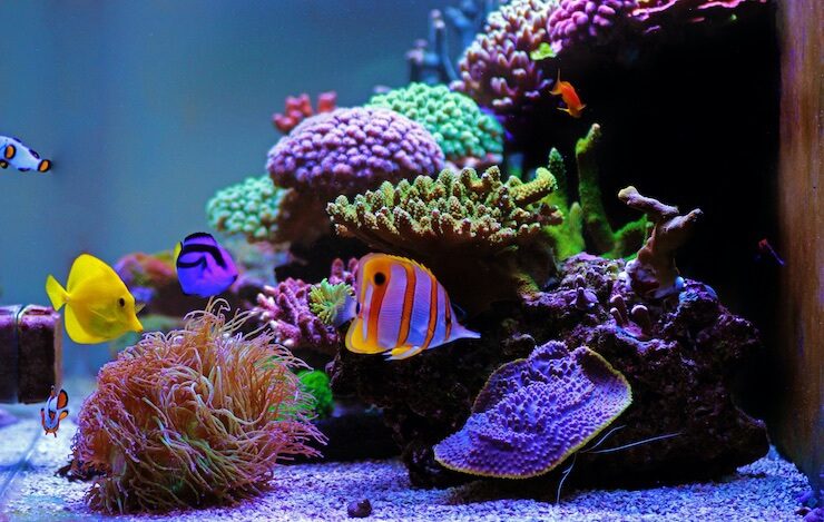 saltwater fish for beginners