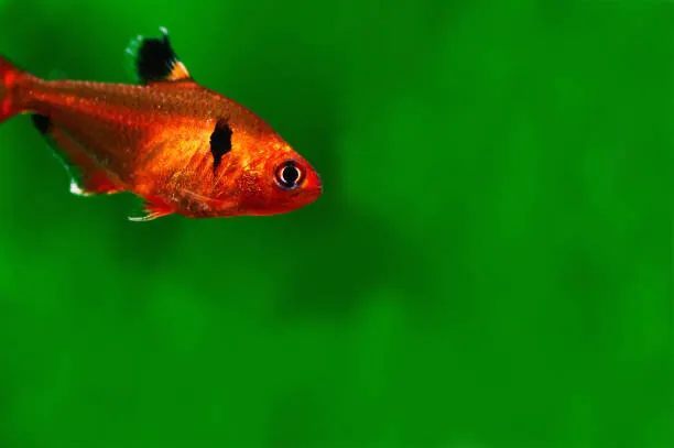 Serpae Tetra