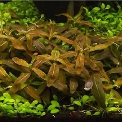Staurogyne Repens Brown - prohobby