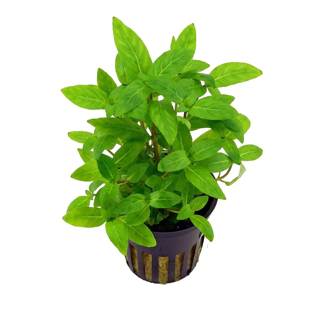 Staurogyne zeylanica - prohobby