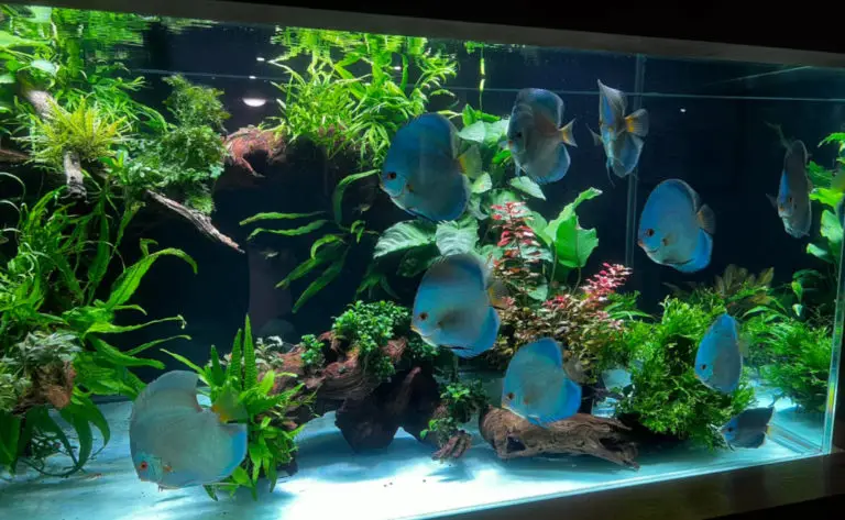 symphysodon aequifasciatus discus