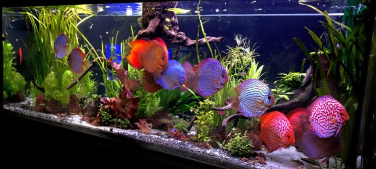 symphysodon aequifasciatus discus1