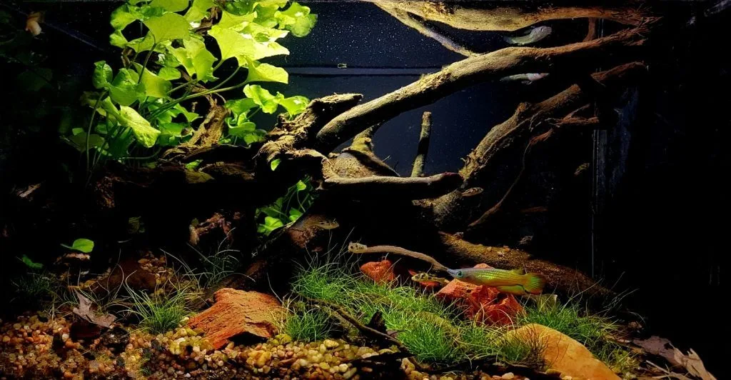 vembanad lake kottayam kerala biotope aquarium setup India