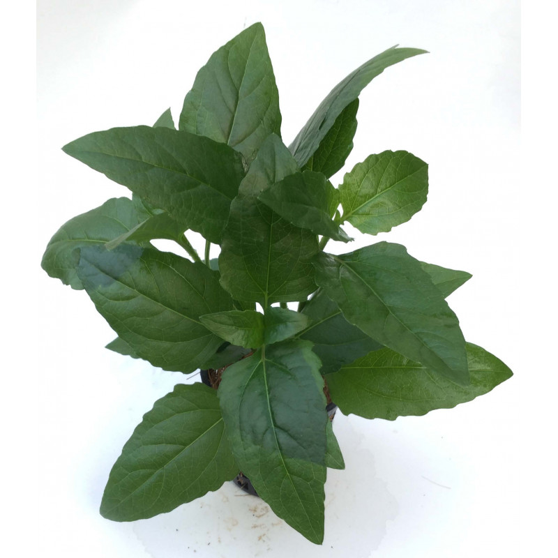 acmella repens - prohobby Acmella Repens