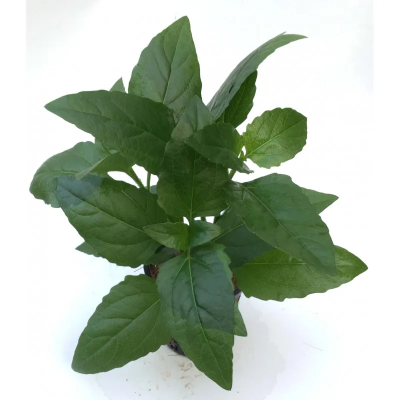 Acmella Repens
