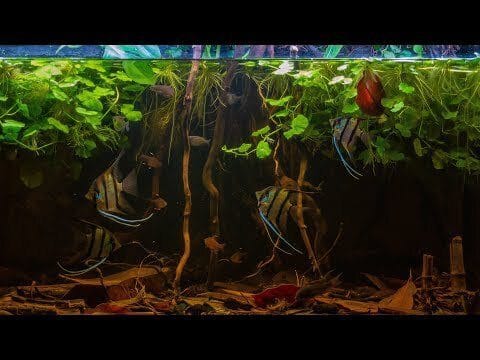 amazon river biotope