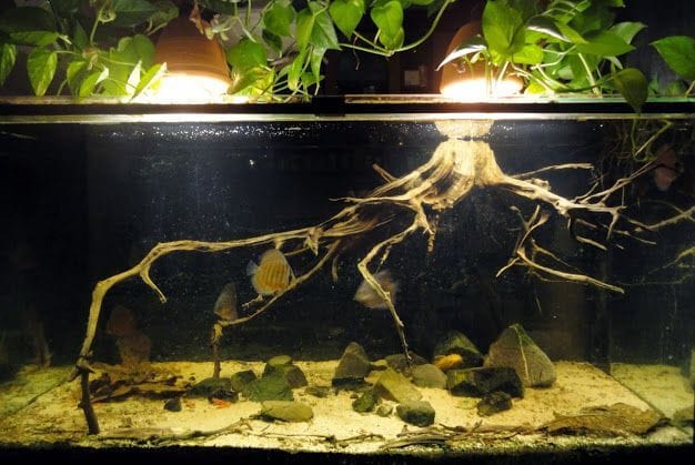 amazon river biotope