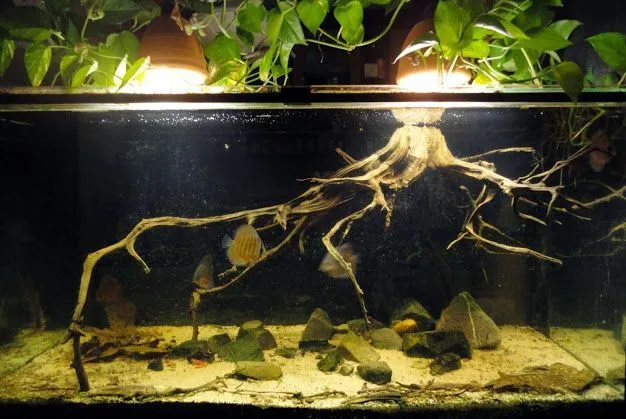 amazon flooded river biotope