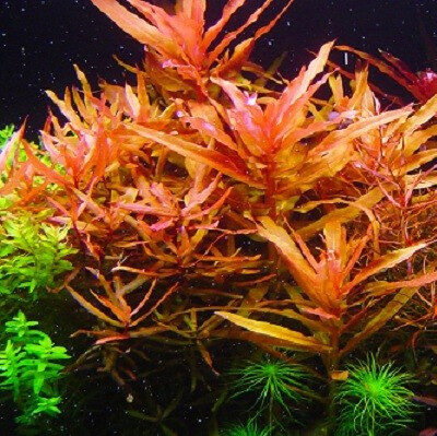 ammannia senegalensis - prohobby Ammannia Senegalensis