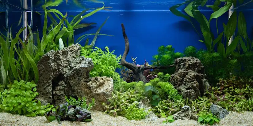 aquariums plants
