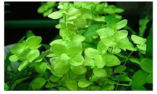 bacopa australis - prohobby bacopa australis