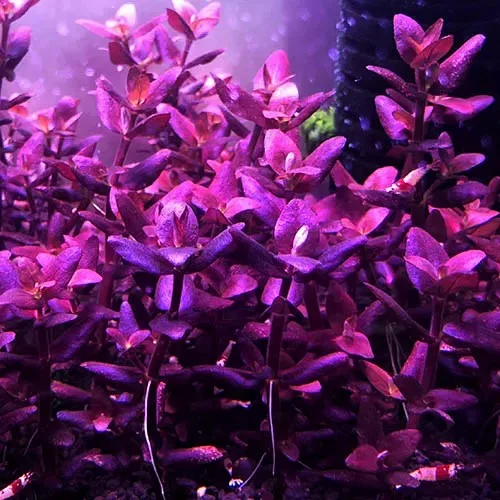 bacopa salzmannii purple