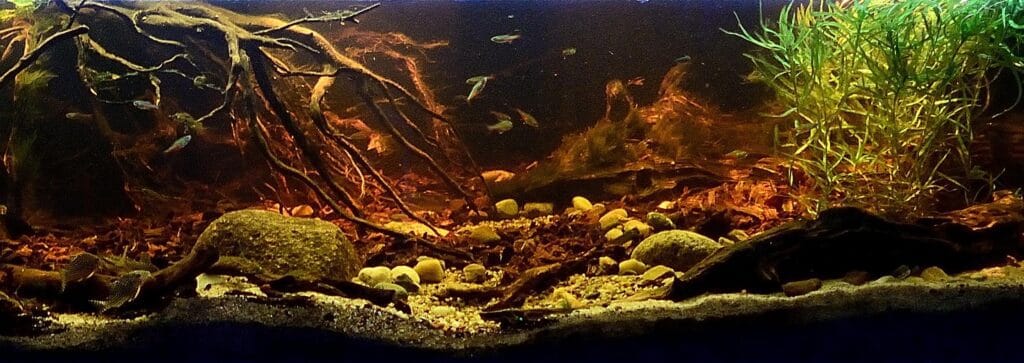 prohobby biotope aquarium