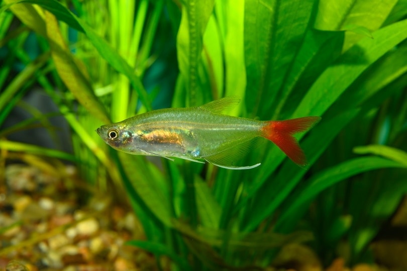 Glass Bloodfin Tetra
