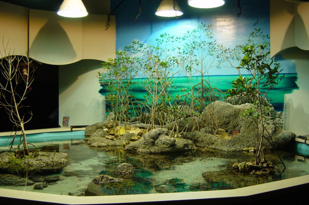 brackish mangrove pond