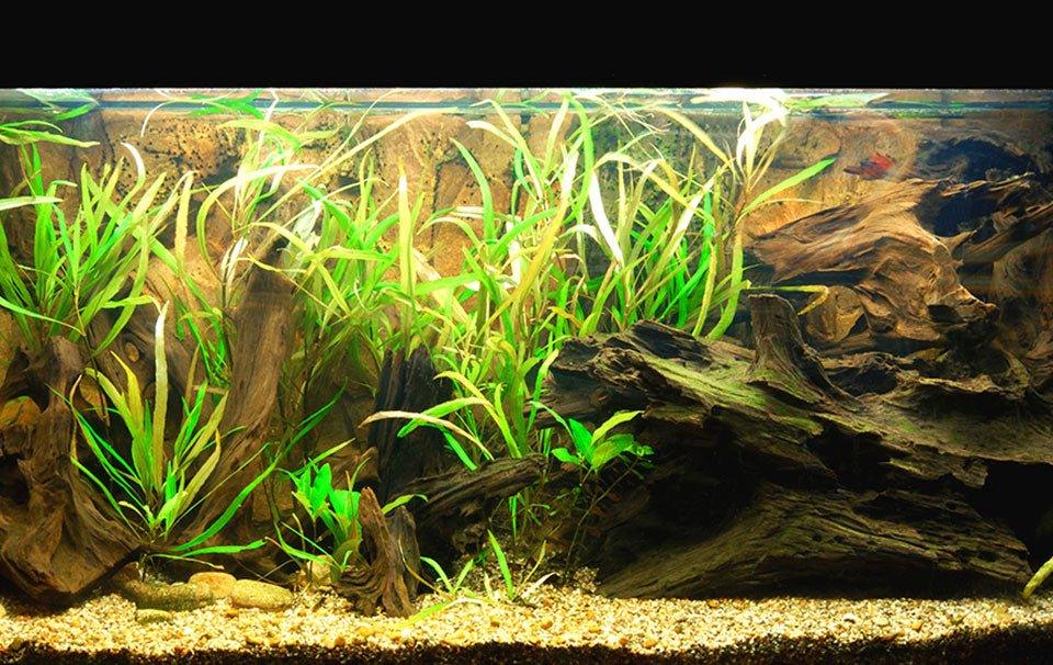 brackish water aquarium plants brackish water aquarium plants