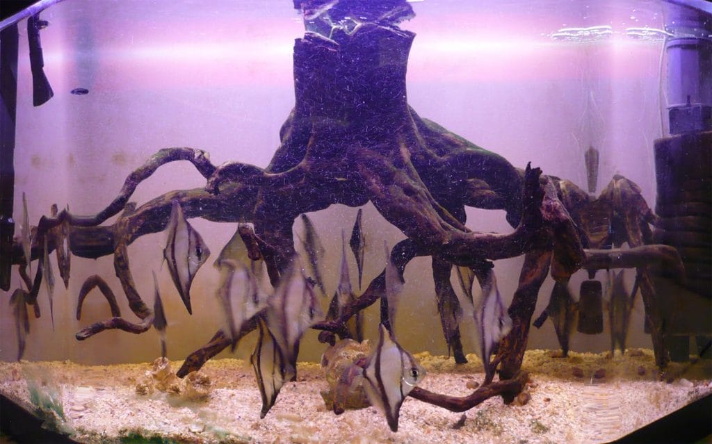 brackish water aquarium1 custom brackish aquarium Delhi NCR mangrove style aquascape with fish