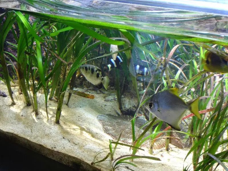 brackish water fish tank