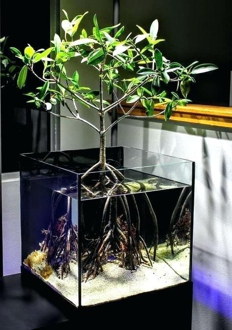 brackish water mangrove