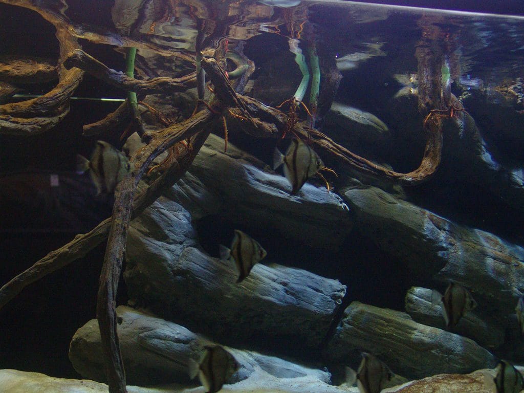 brackish water setup brackish water setup
