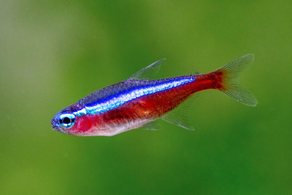 cardinal tetra